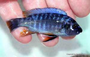Labeotropheus fuelleborni 'Mbenji'